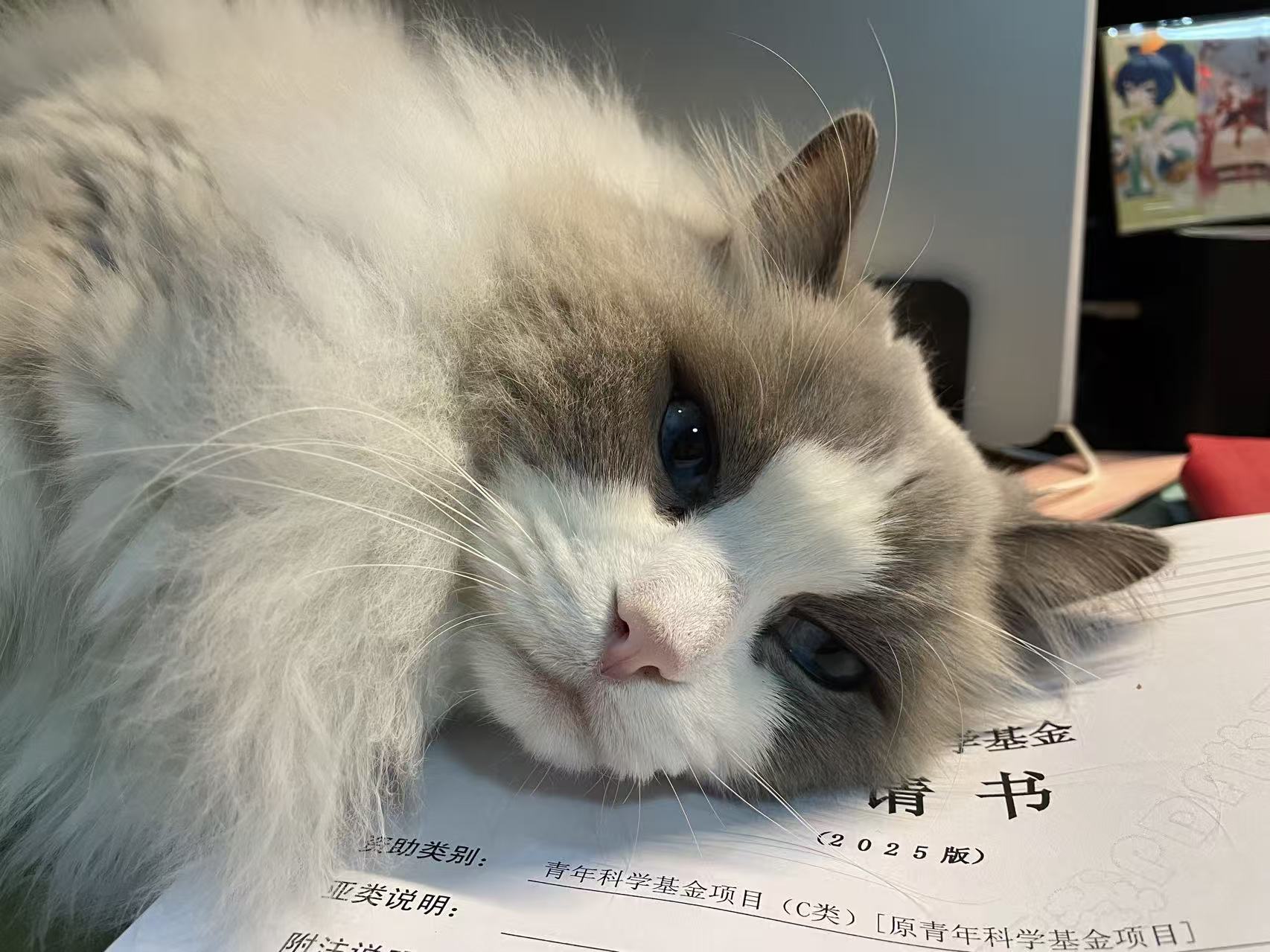 我的科研助理-Nomi is a cat.
